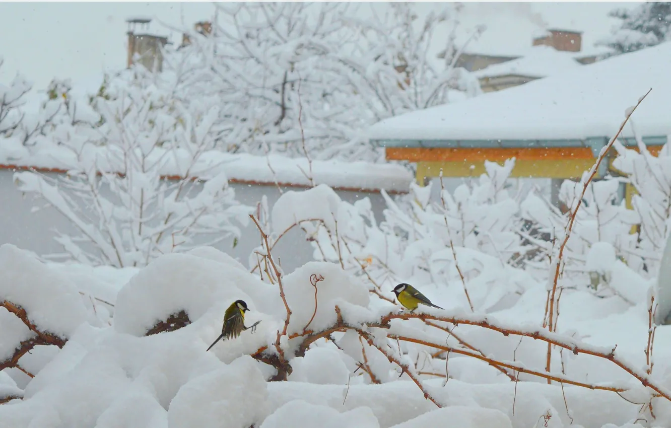 Фото обои Зима, Снег, Мороз, Birds, Frost, Snow, Зимнее утро, Winter morning