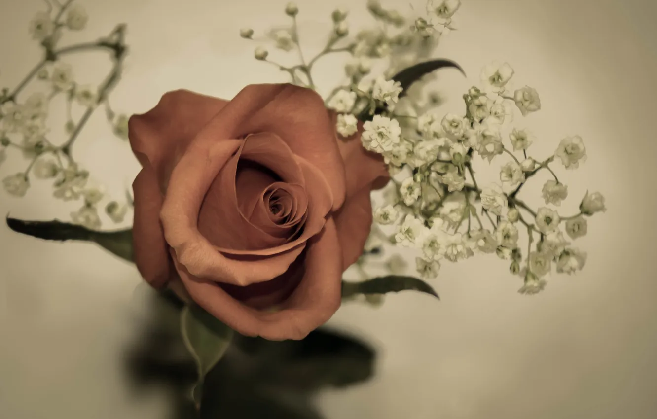 Фото обои цветок, цветы, роза, белые