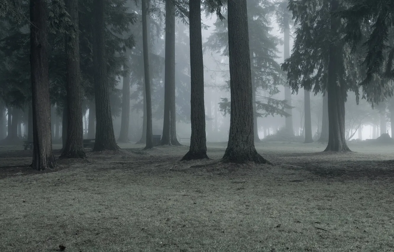 Фото обои природа, туман, парк