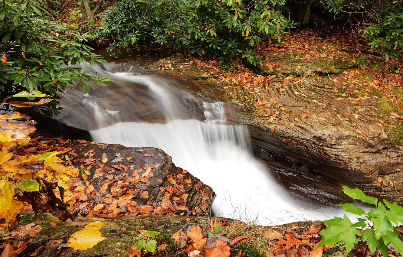 Фото обои осень, листья, вода, водопад, поток, water, autumn, leaves