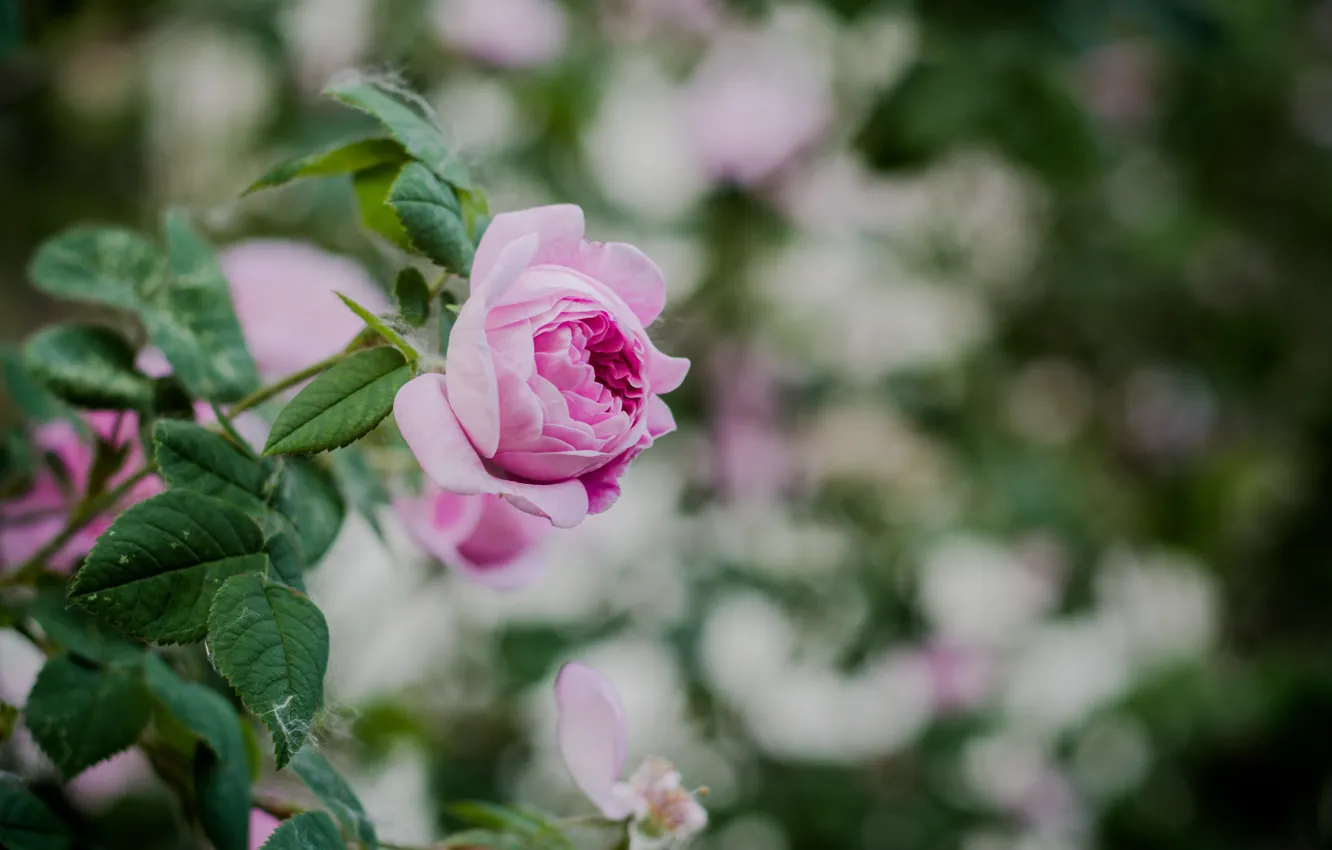Фото обои куст, весна, чайная роза, чайная, розовато-лиловый