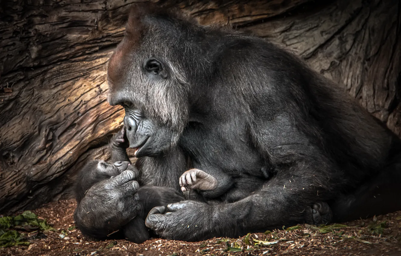 Фото обои любовь, малыш, горилла, мама