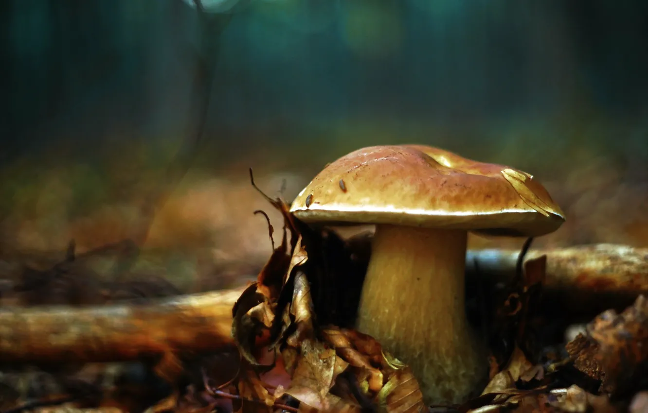 Фото обои осень, природа, гриб