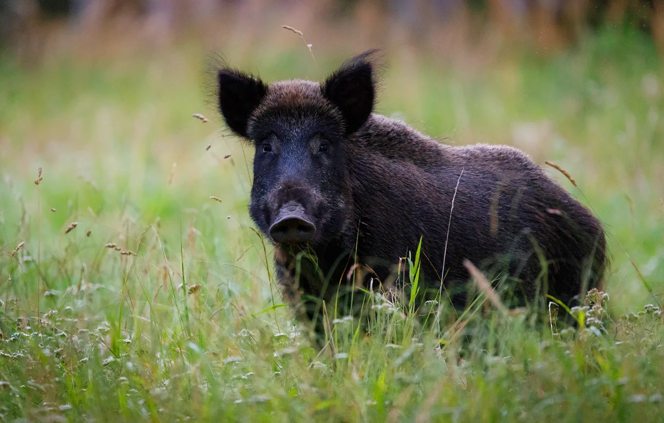 Фото обои трава, взгляд, морда, кабан