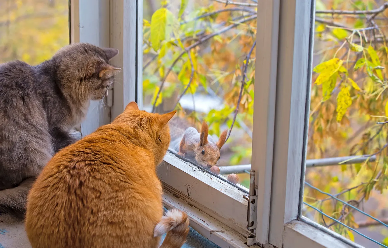 Фото обои осень, кошки, коты, окно, белка