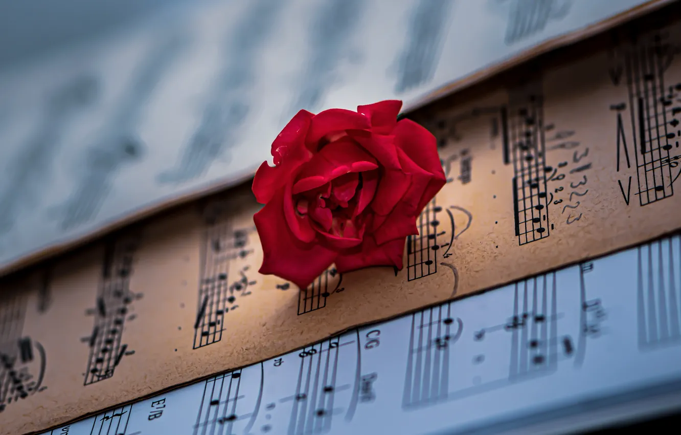 Фото обои цветок, ноты, музыка, роза, красная, боке
