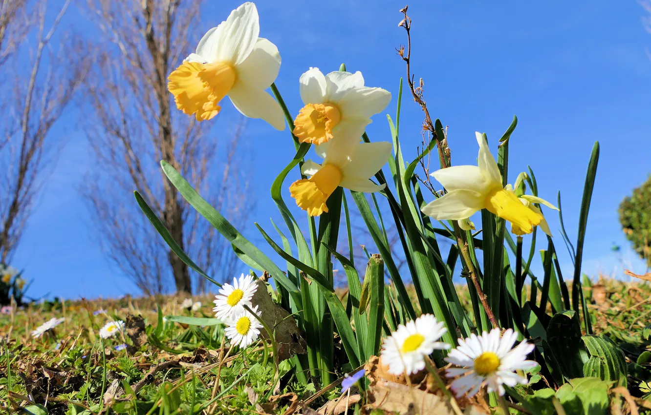 Фото обои цветы, поляна, ромашки, весна, белые, нарциссы, голубое небо, маргаритки