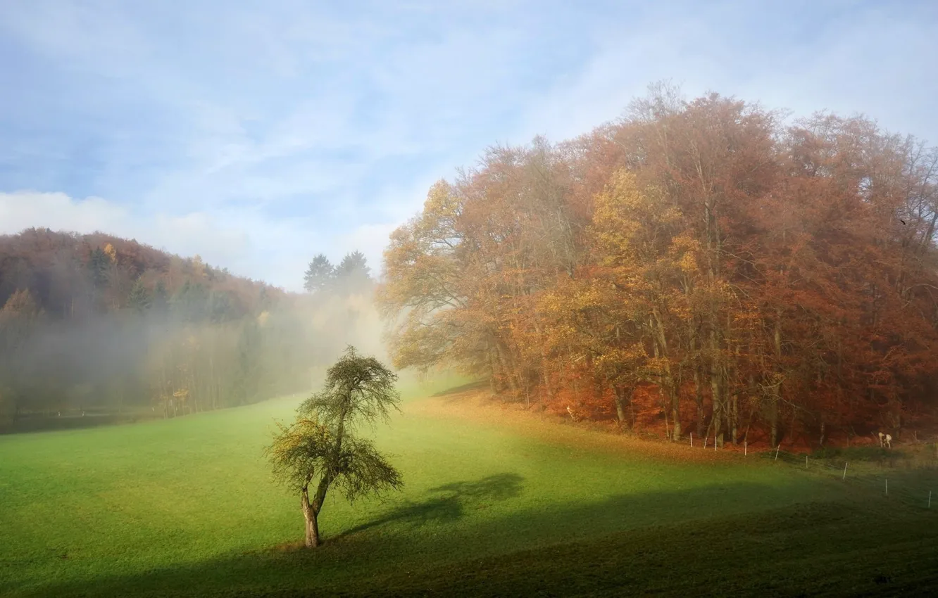 Фото обои поле, деревья, природа, туман