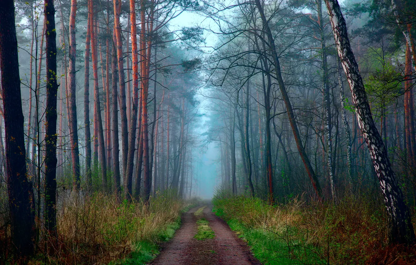 Фото обои дорога, лес, Природа, весна, Апрель, дымка