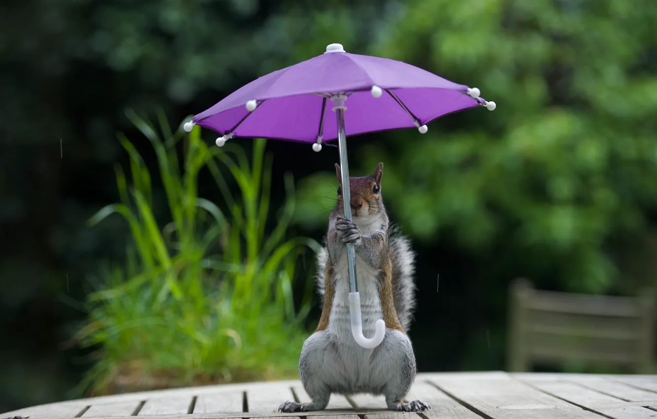 Животное с зонтиком