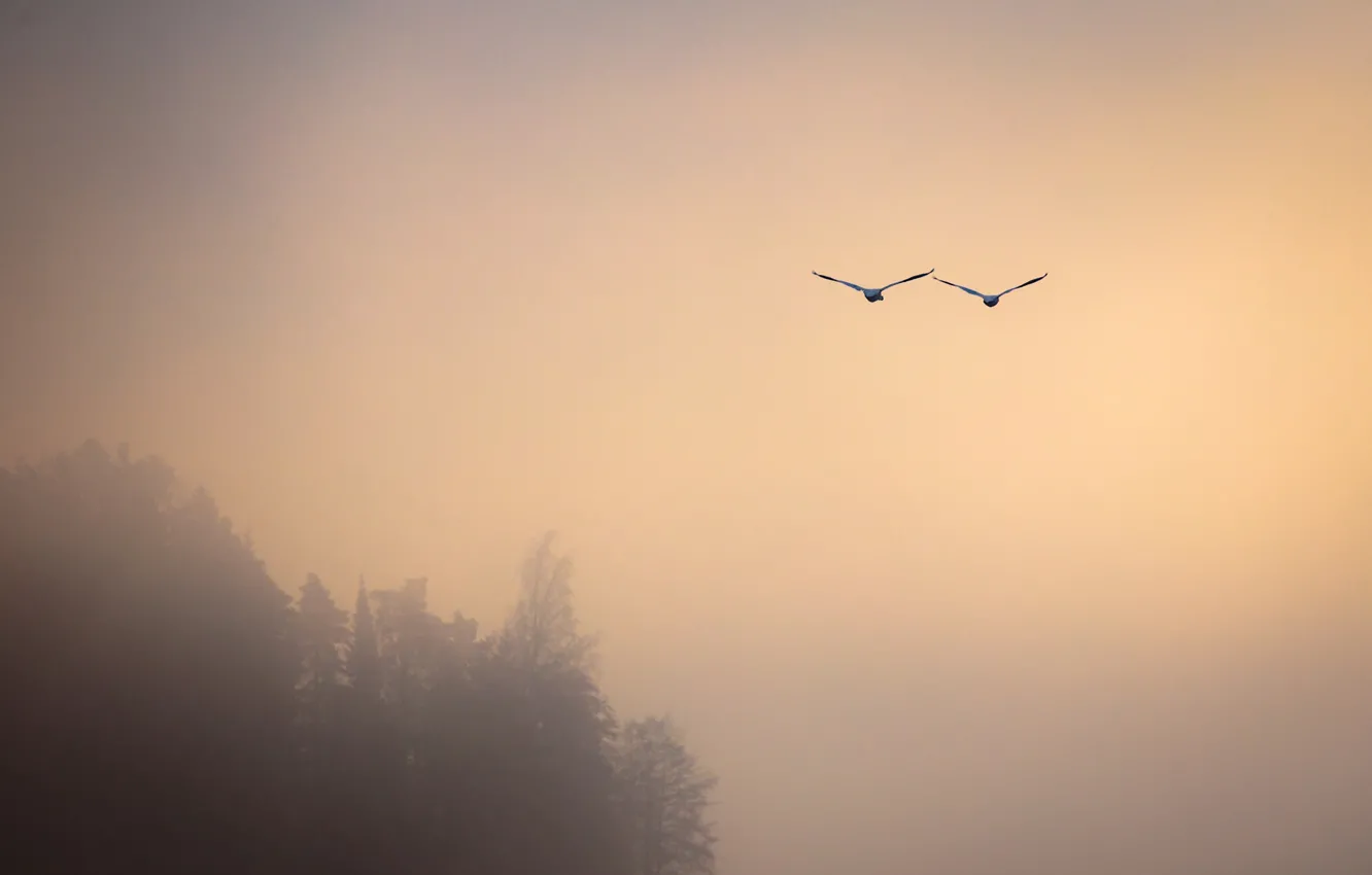 Фото обои птицы, туман, полёт