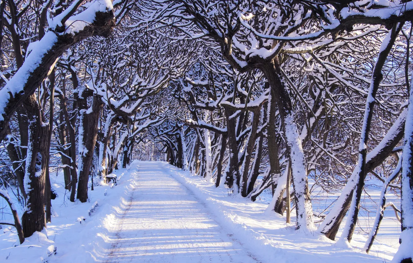Фото обои road, trees, park, winter, snow, alley