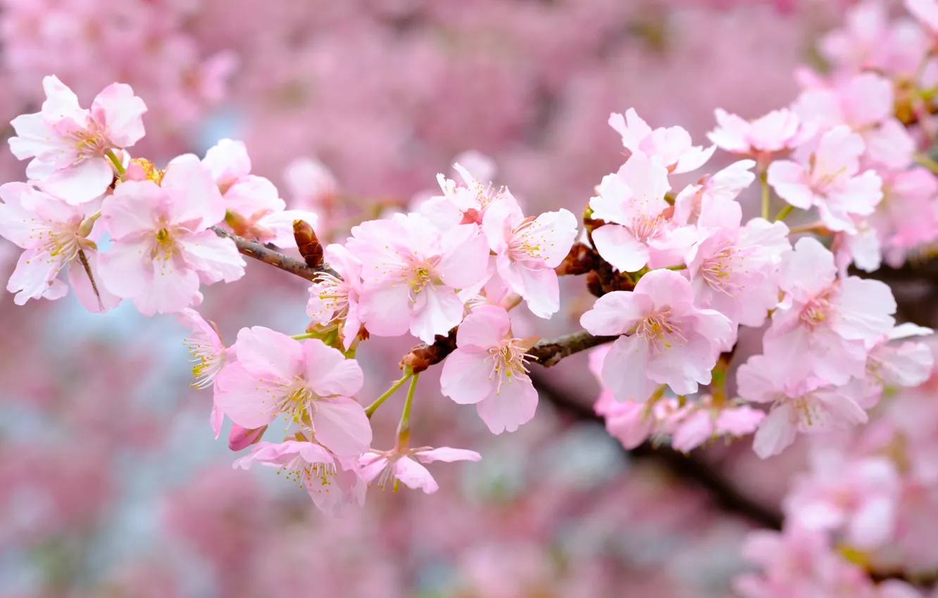 Фото обои ветки, вишня, розовый, весна, сакура