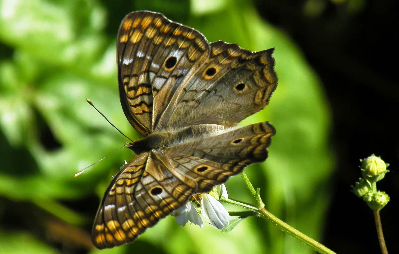 Фото обои природа, бабочка, крылья, мотылек