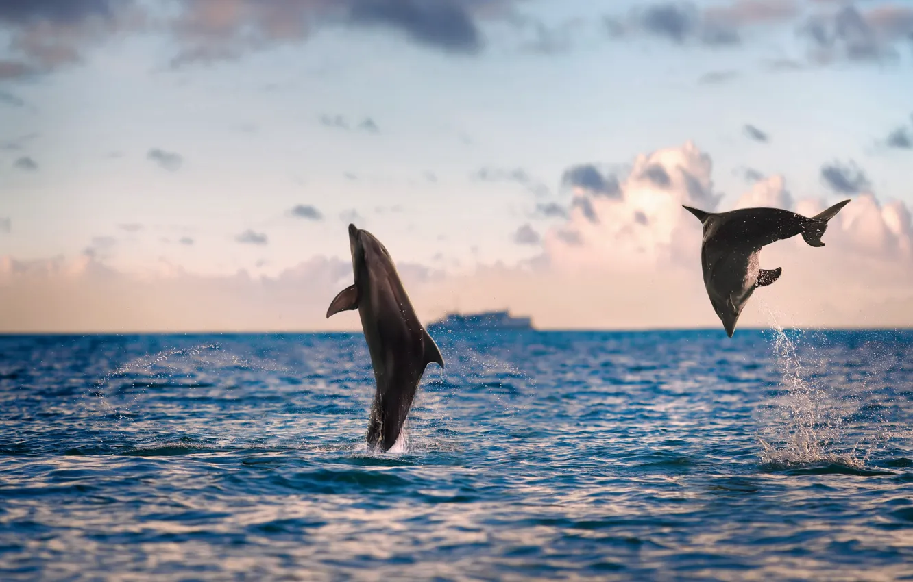 Фото обои море, природа, дельфины