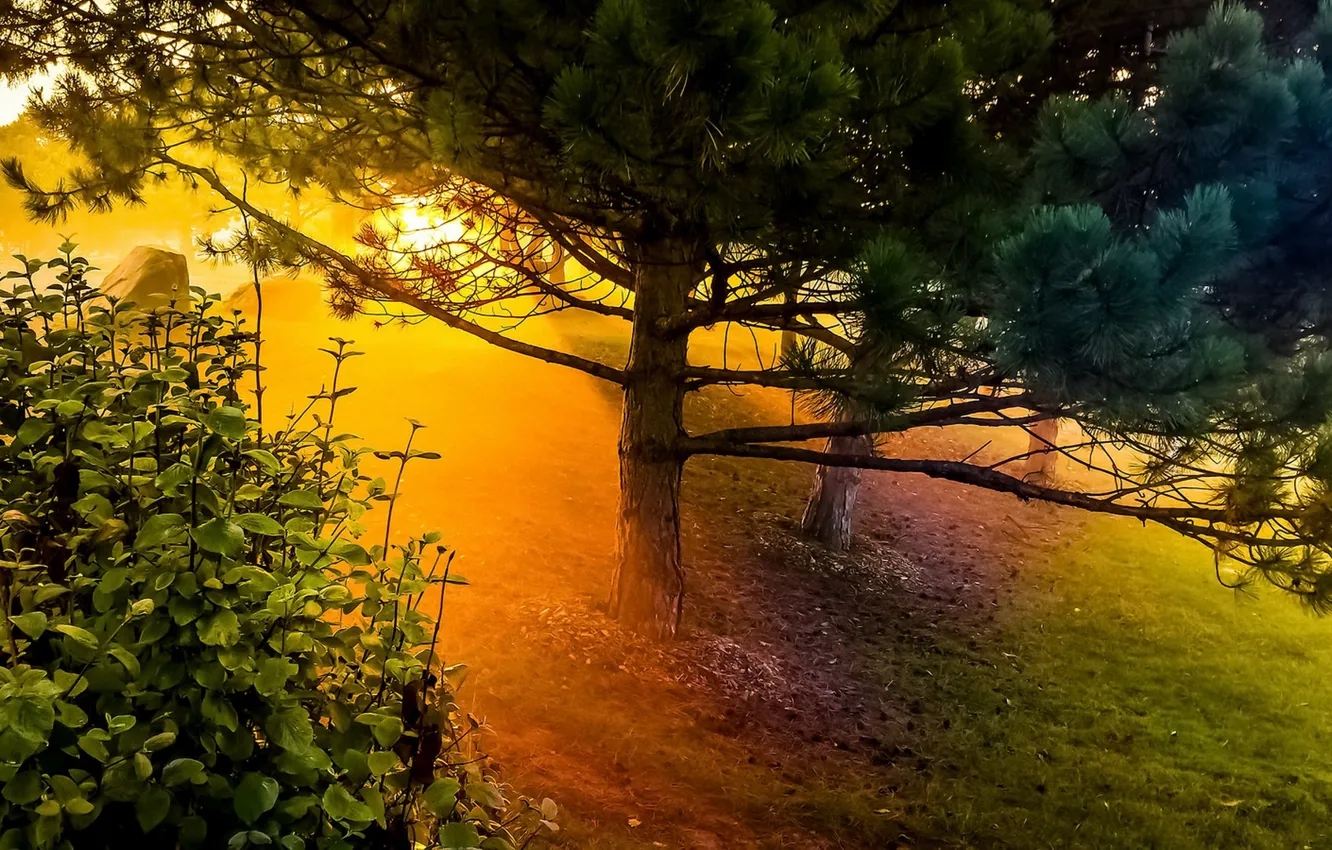 Фото обои свет, деревья, природа