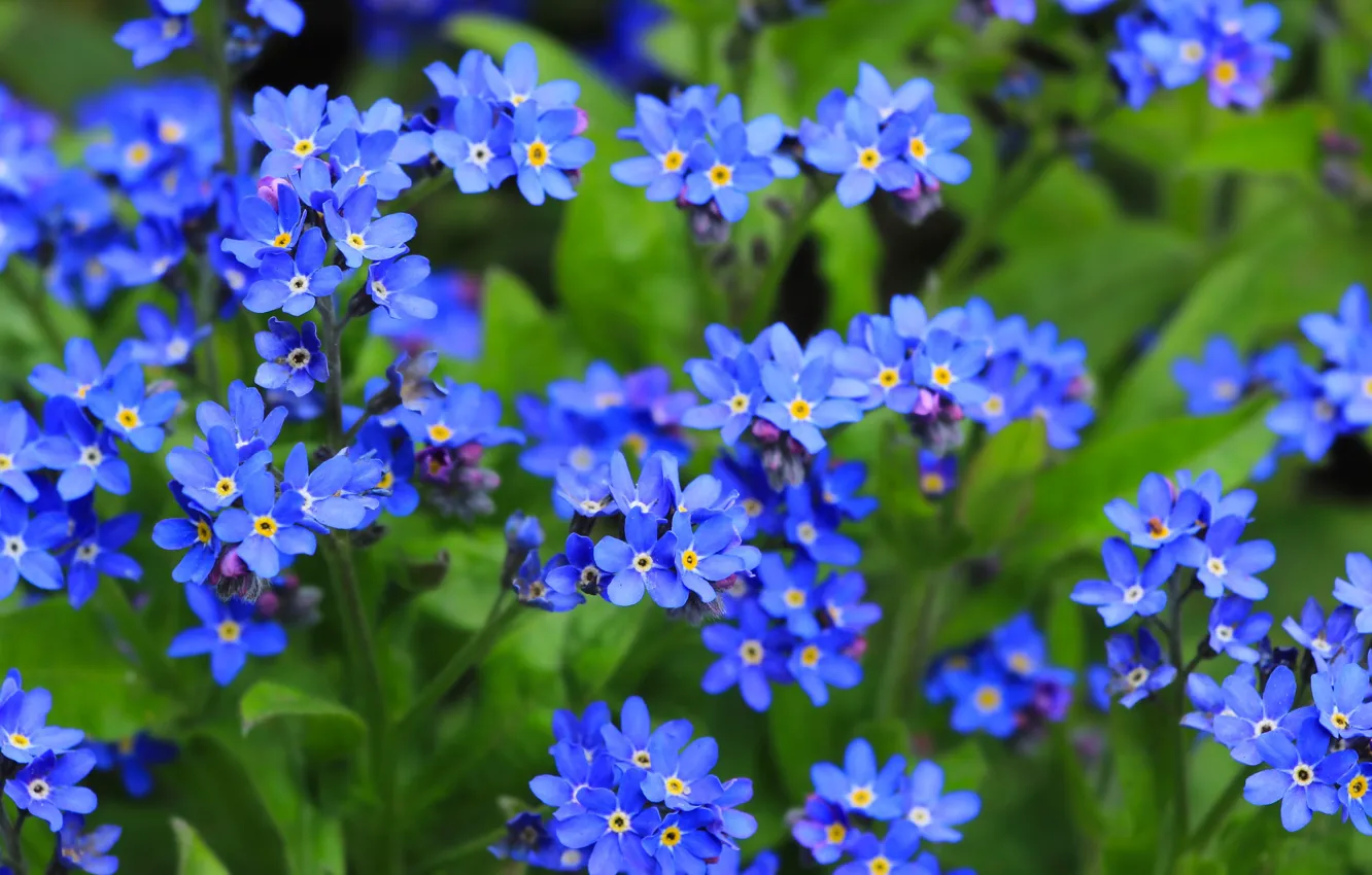 Фото обои flower, garden, blue forget-me-nots