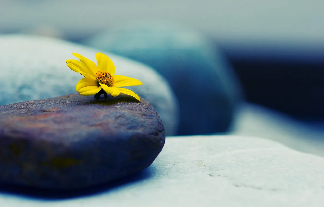 Фото обои цветок, макро, камни, жёлтый