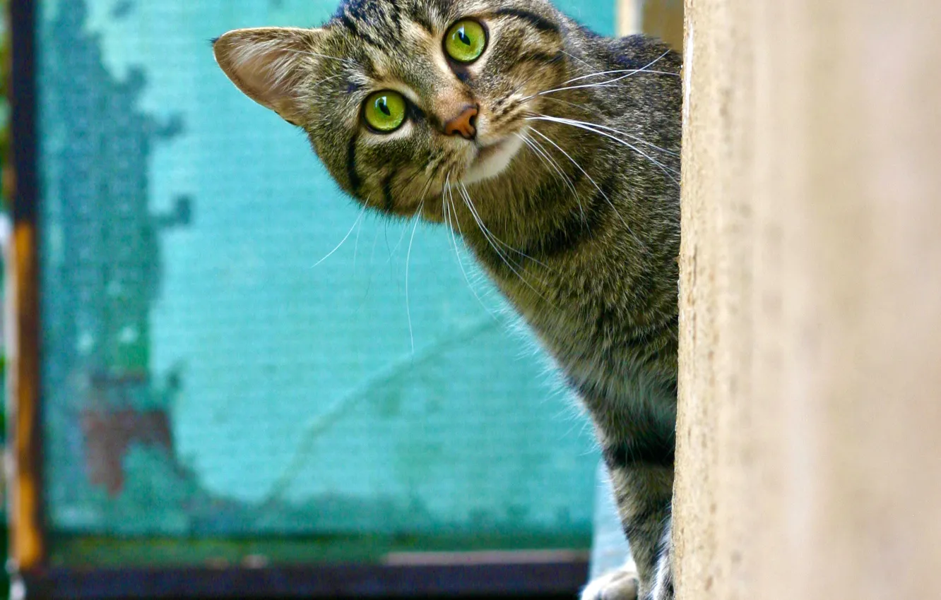 Фото обои кошка, кот, взгляд, поза, котенок, серый, стена, мордашка