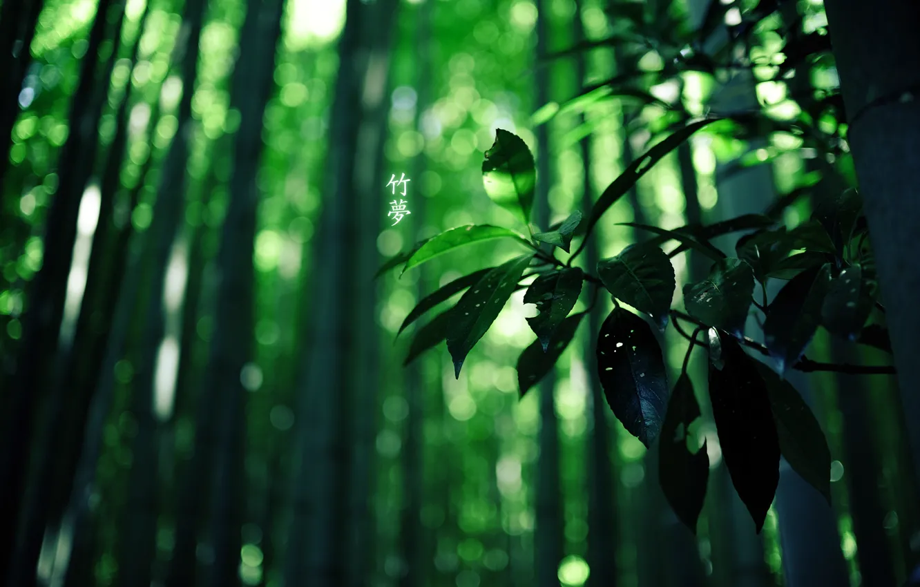 Фото обои лес, бамбук, иероглифы, green colour