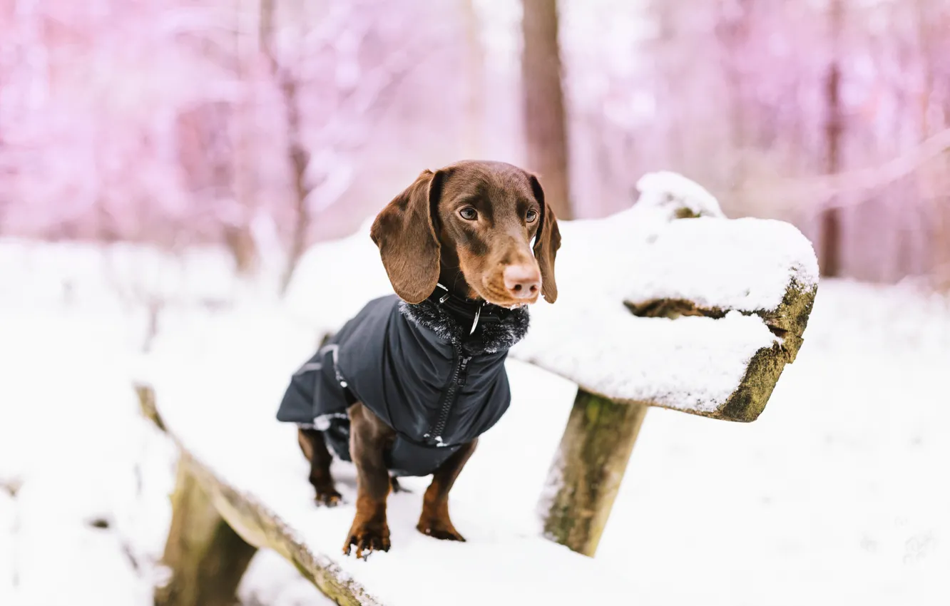 Фото обои снег, собака, скамья