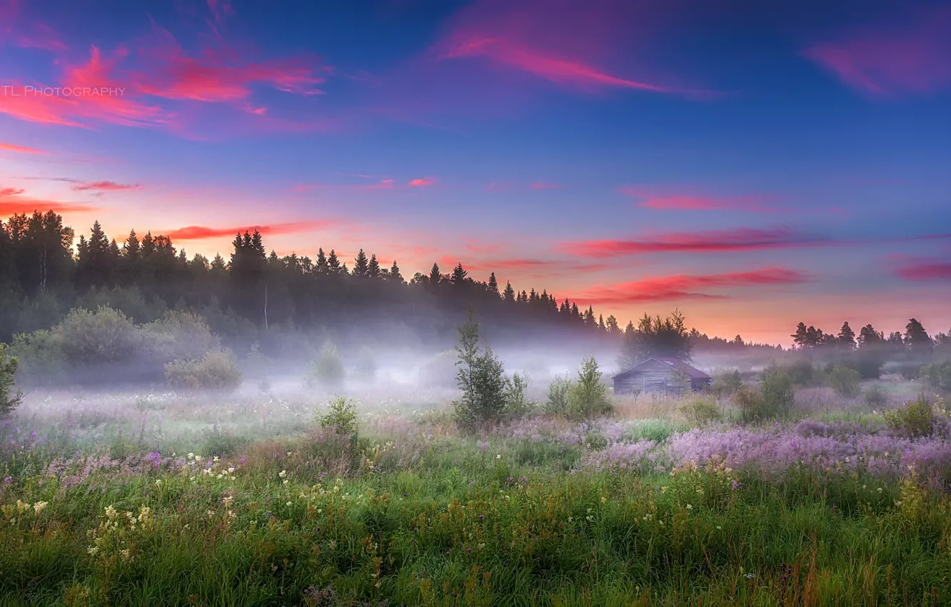 Фото обои поле, лето, туман, утро
