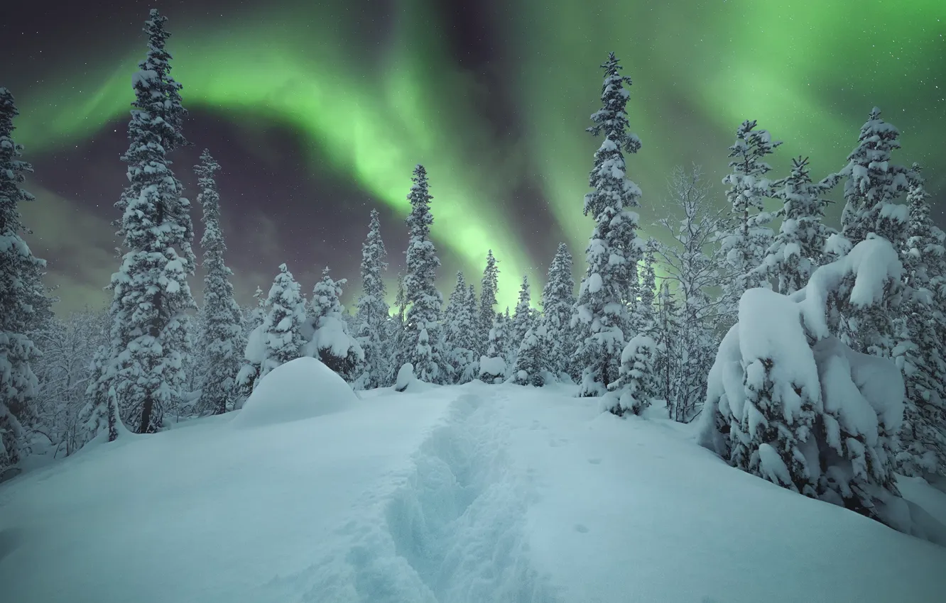 Фото обои лес, небо, снег, деревья, сияние, Зима, Алексей Васильев