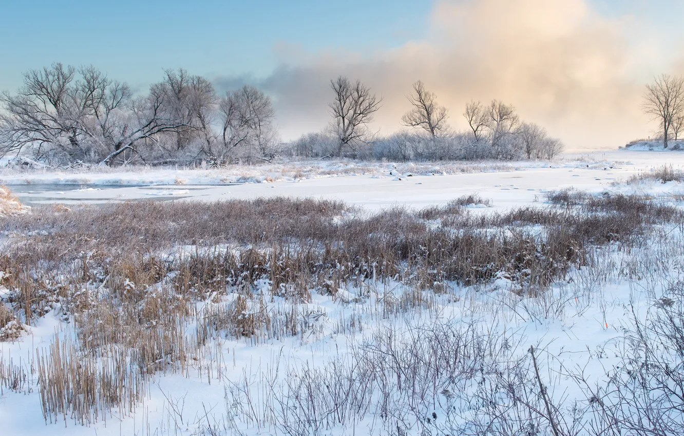 Фото обои зима, снег, деревья, природа, берег, сугробы, водоем, сухая трава
