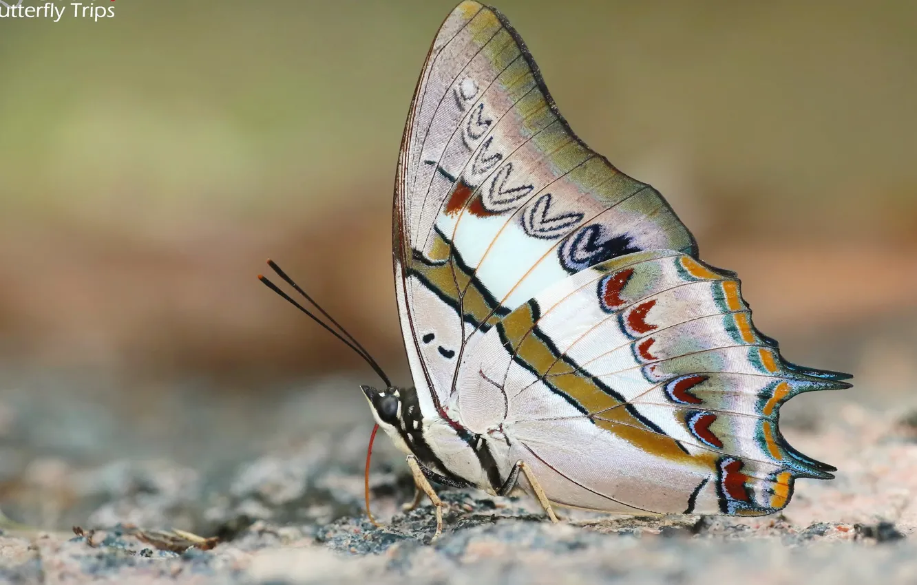 Фото обои макро, фон, бабочка, красавица