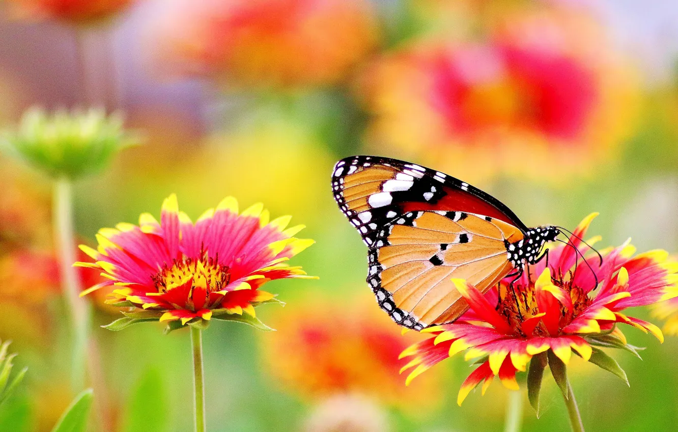 Фото обои цветок, лето, бабочка, красота, summer, flower, butterfly, beauty