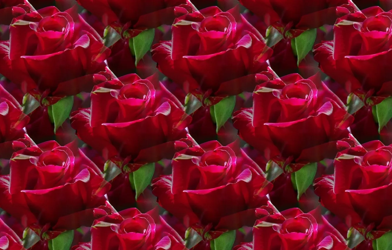 Фото обои цветок, фон, роза, текстура, красная