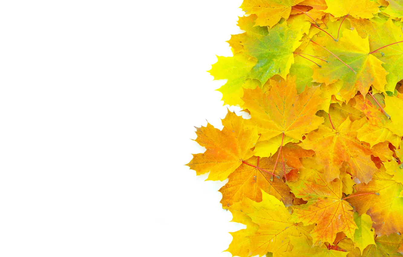 Фото обои осень, листья, прожилки, ворох