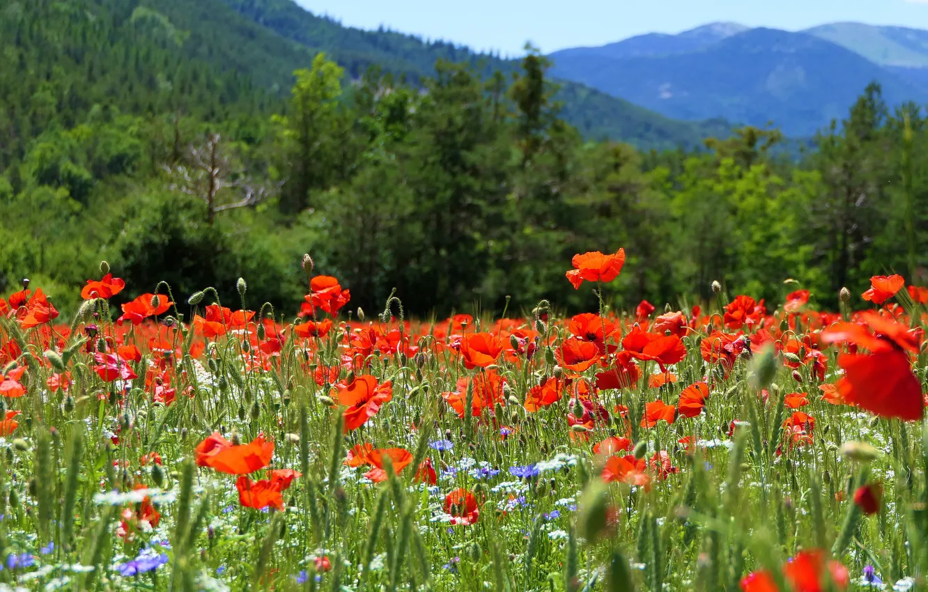 Фото обои цветы, горы, маки, маковое поле