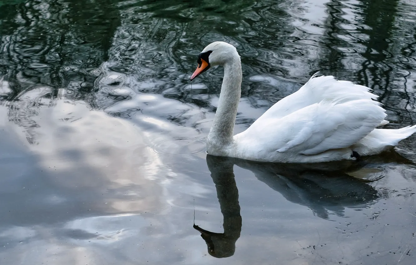 Фото обои белый, отражение, птица, лебедь, водоем, плавание
