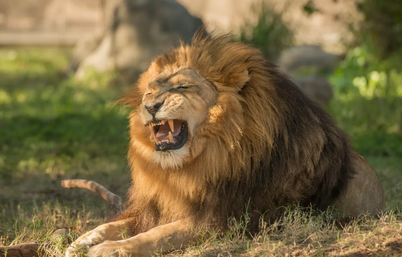 Фото обои хищник, лев, грива, царь зверей, рычание