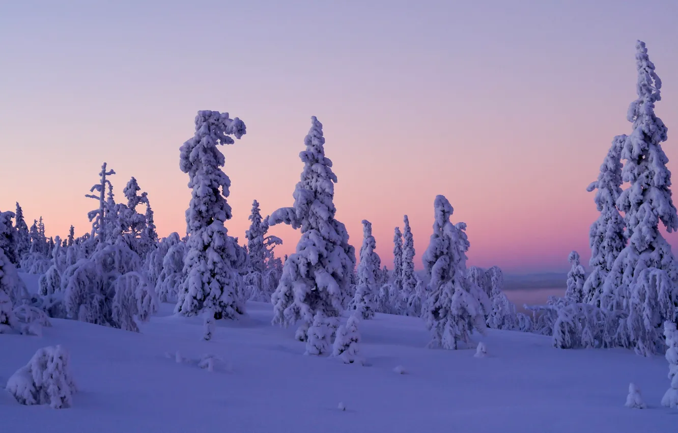 Фото обои зима, снег, деревья, закат, Финляндия, Finland, Lapland, Лапландия