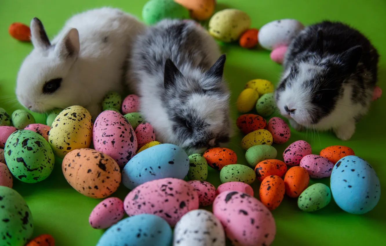 Фото обои яйца, Пасха, кролики, крашенки