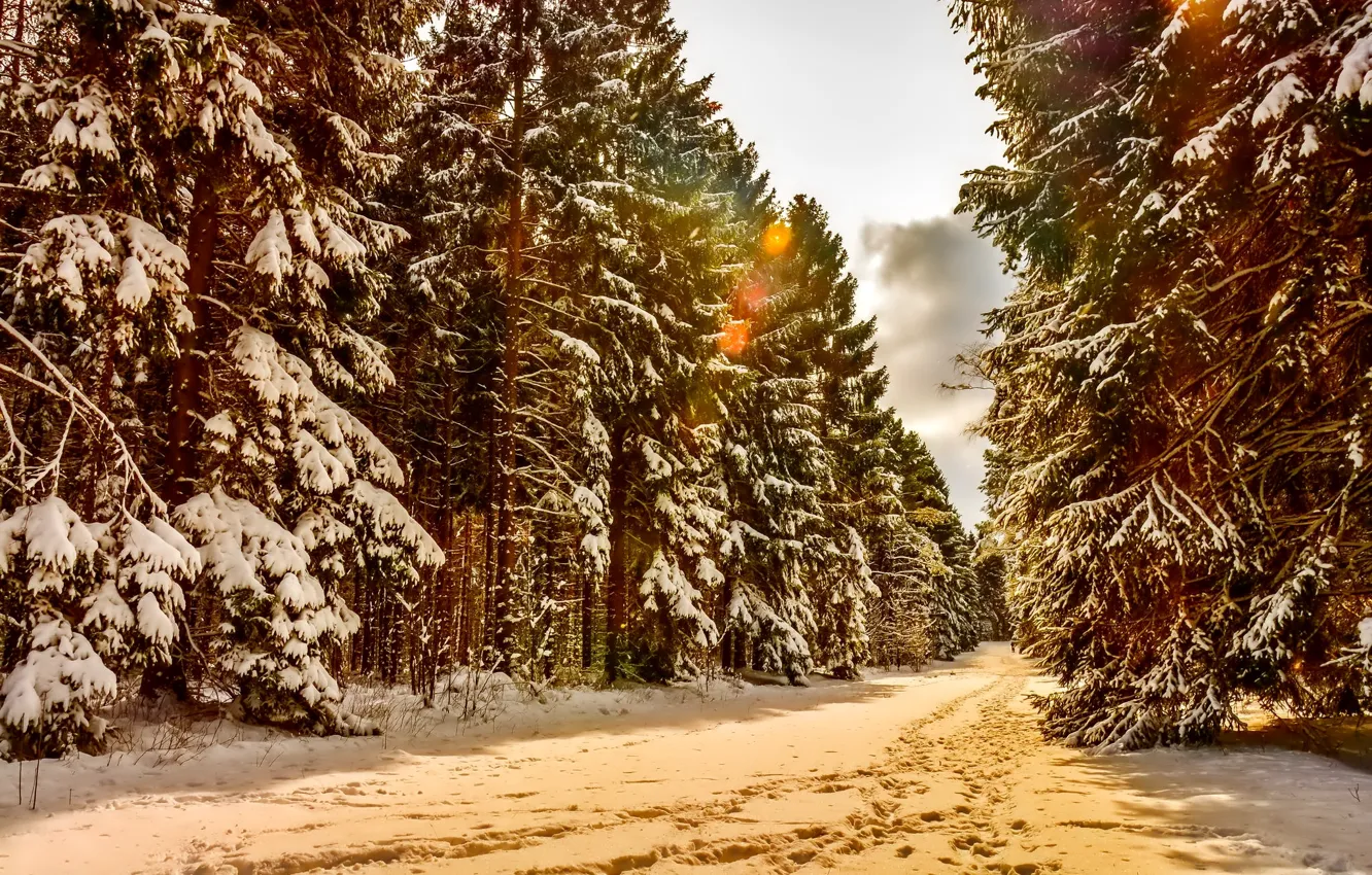 Фото обои зима, лес, снег, деревья, пейзаж, тропинки