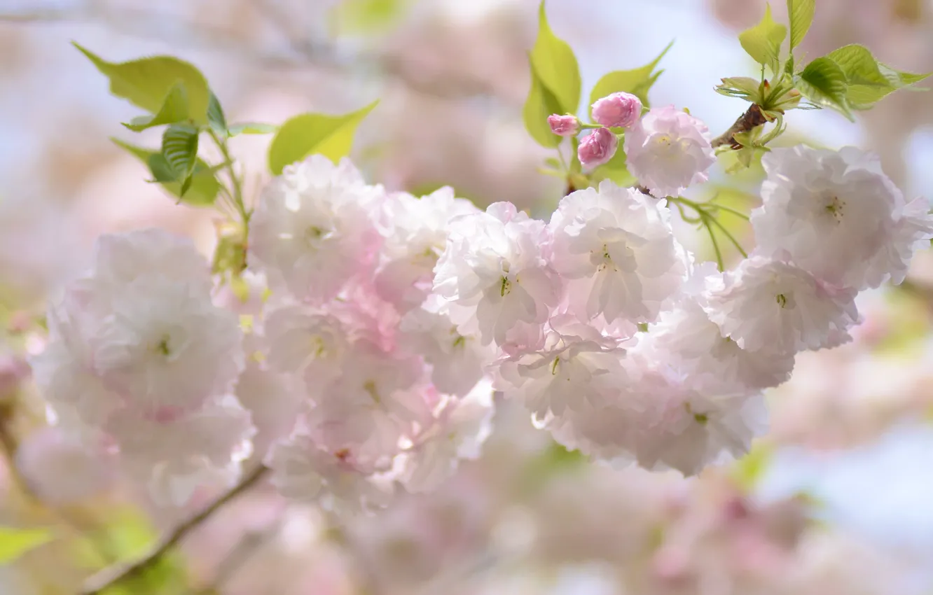 Фото обои вишня, ветка, весна, сакура