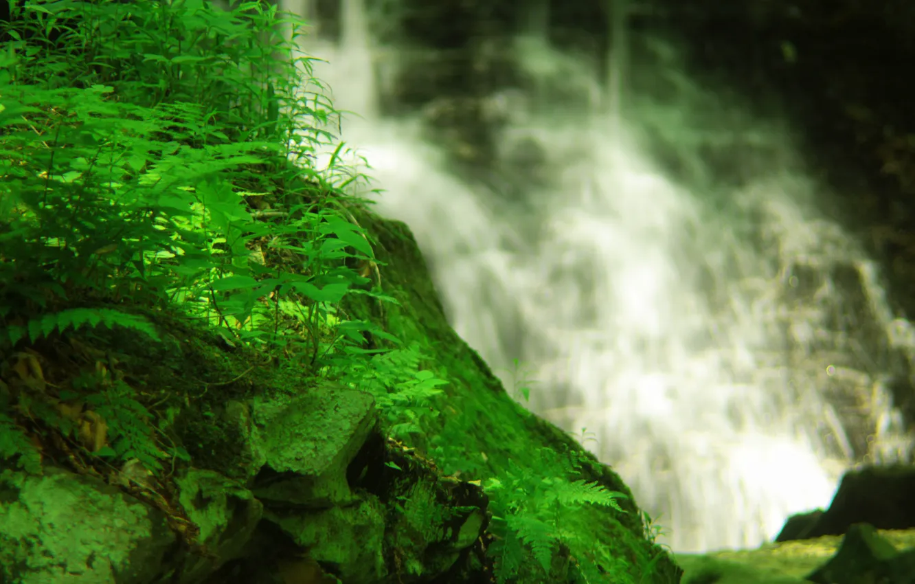Фото обои зелень, трава, вода, скала, водопад, мох, растения