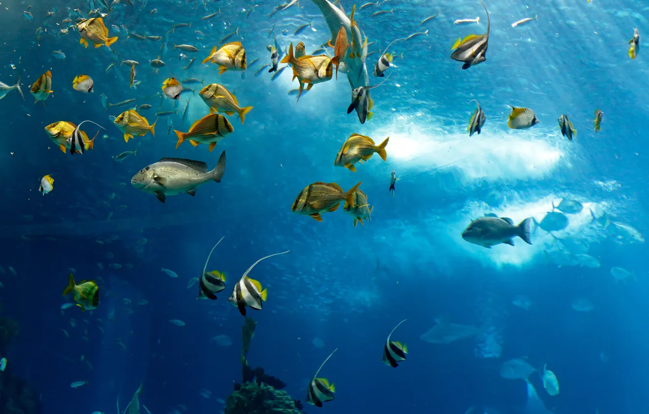 Фото обои море, океан, рыба, под водой, underwater, sea, ocean, fish