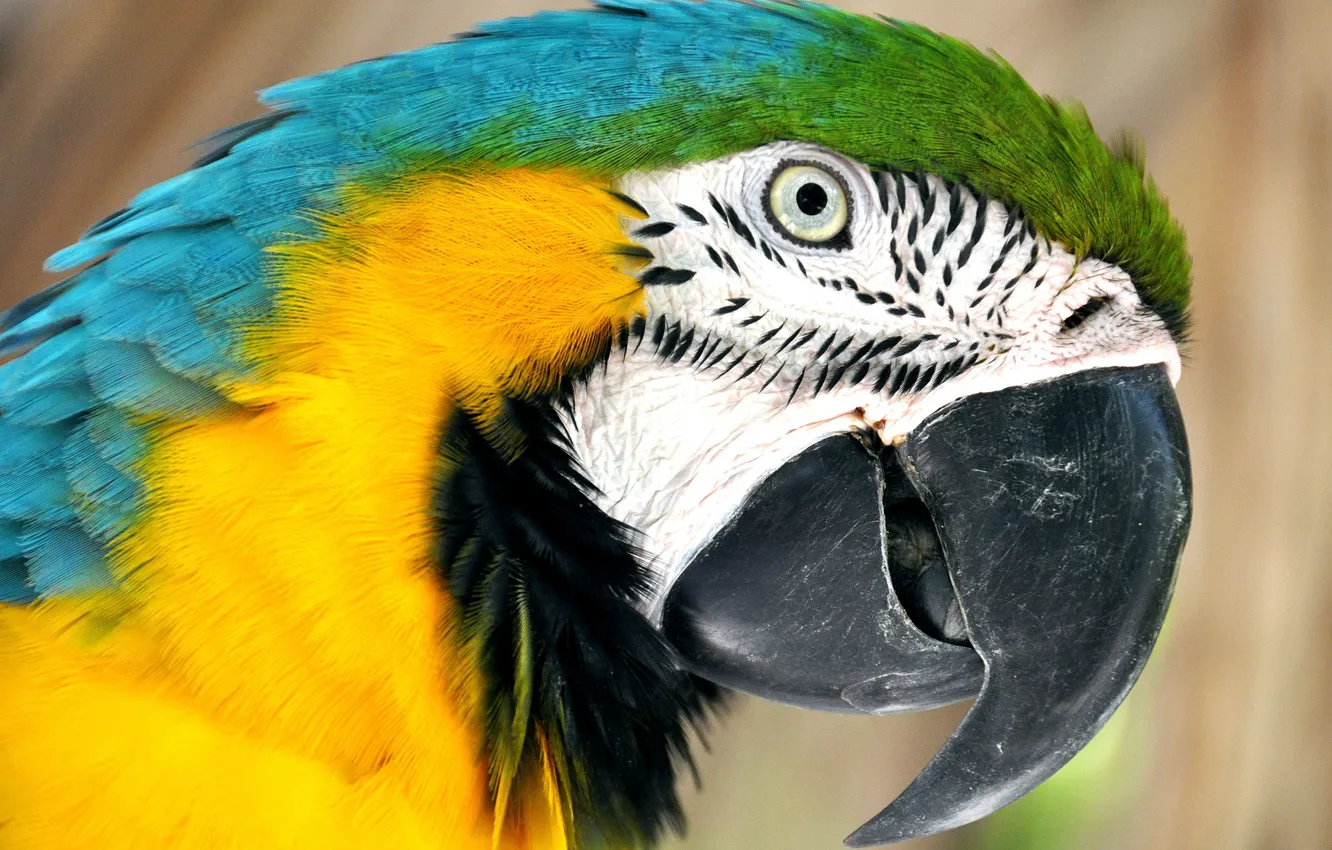 Фото обои птица, перья, клюв, попугай, сине-жёлтый ара