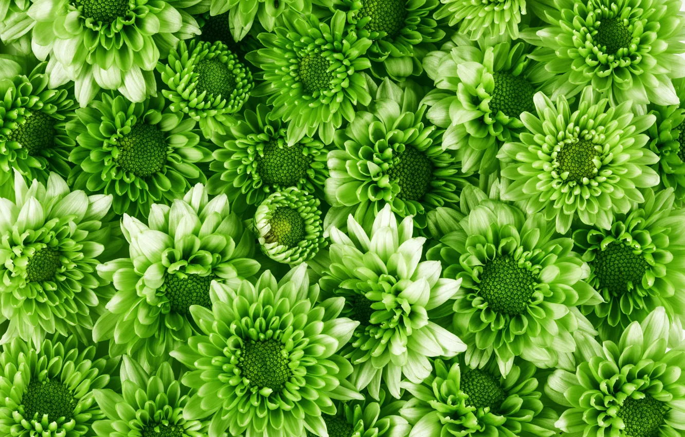 Фото обои зеленый, Цветы, хризантемы, много