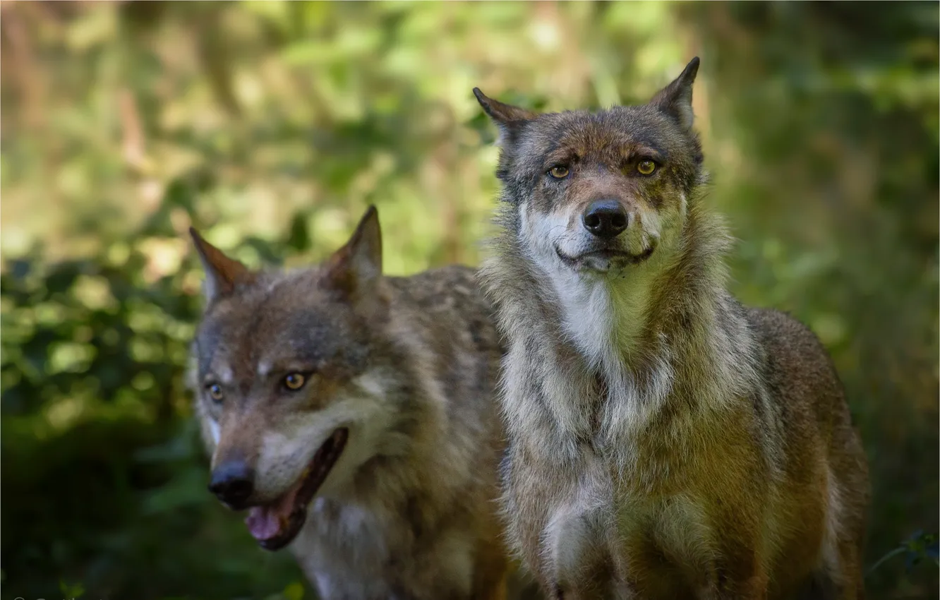 Фото обои животные, пара, волки