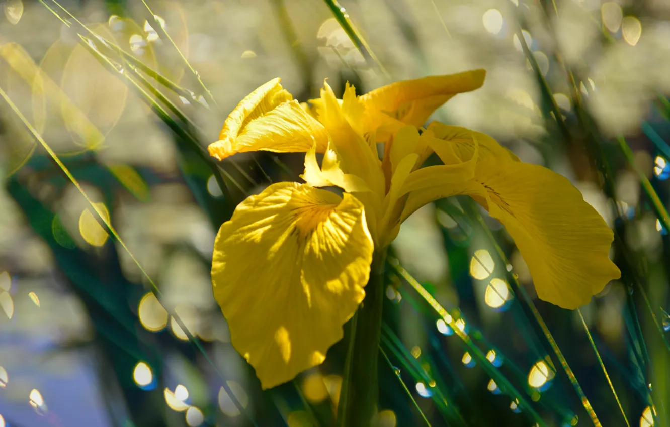 Фото обои Flower, Желтый цветок, Yellow flower