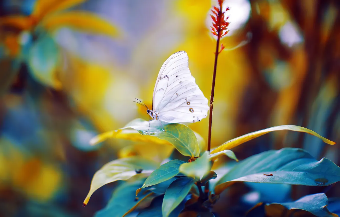 Фото обои листья, бабочка, боке