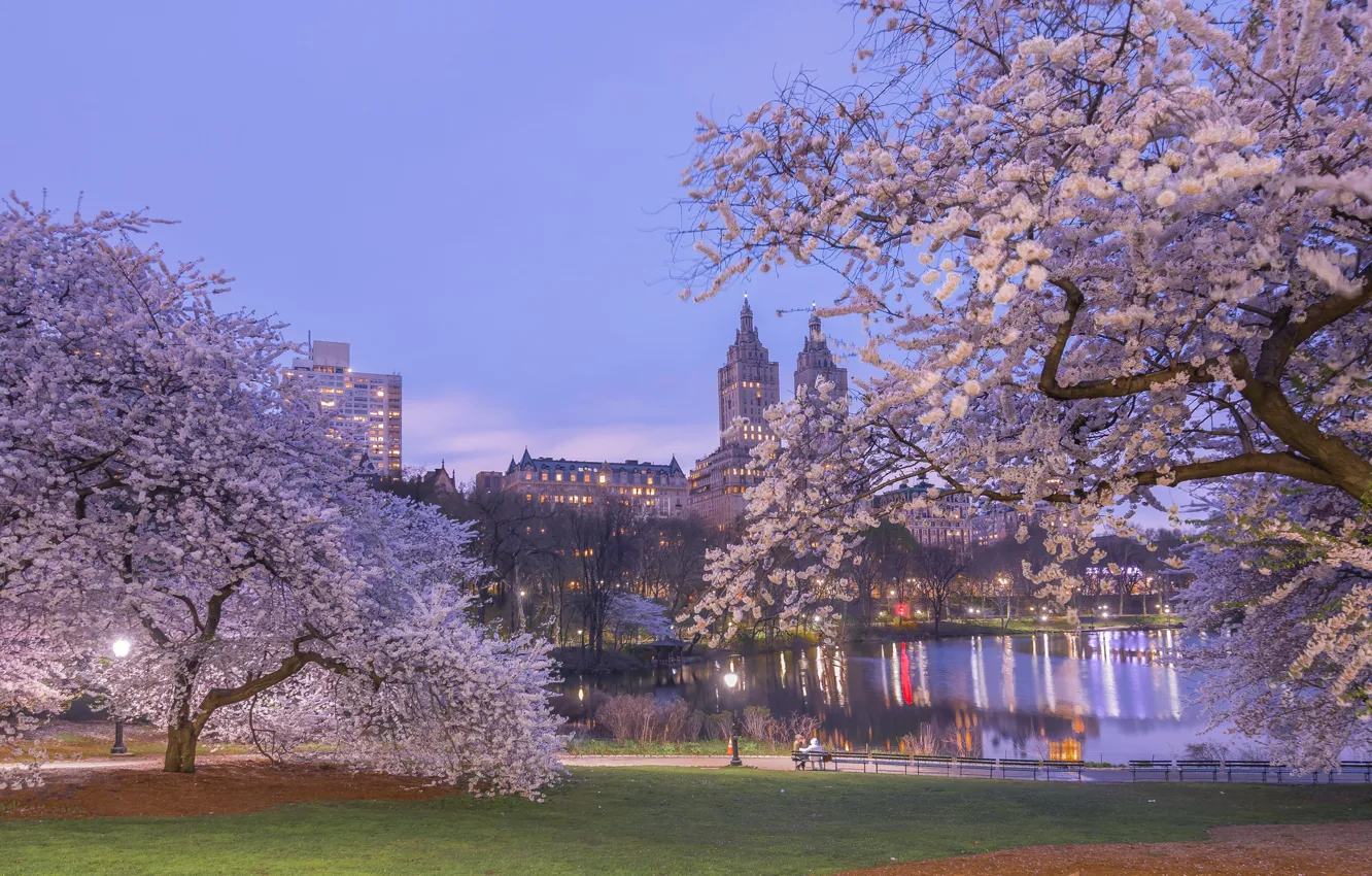 Фото обои деревья, вишня, пруд, парк, весна, Нью-Йорк, сакура, цветение