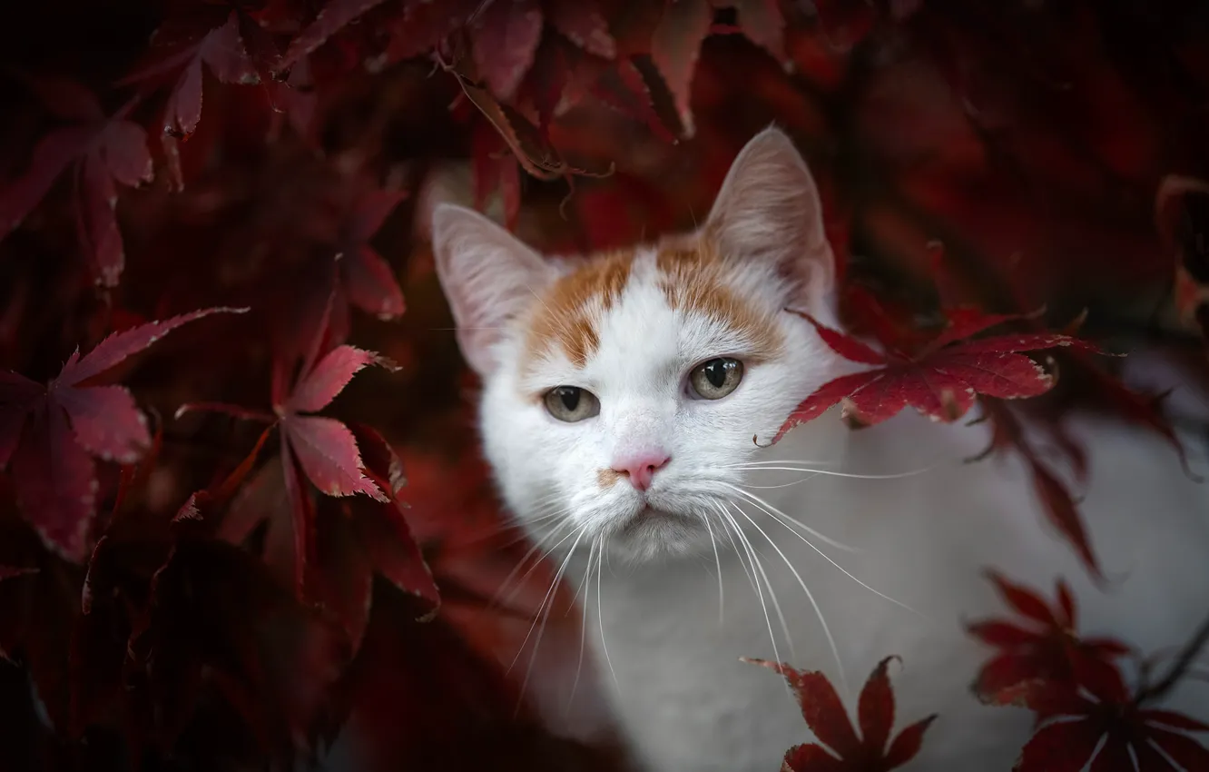 Фото обои осень, кот, взгляд, листья, мордочка, котейка