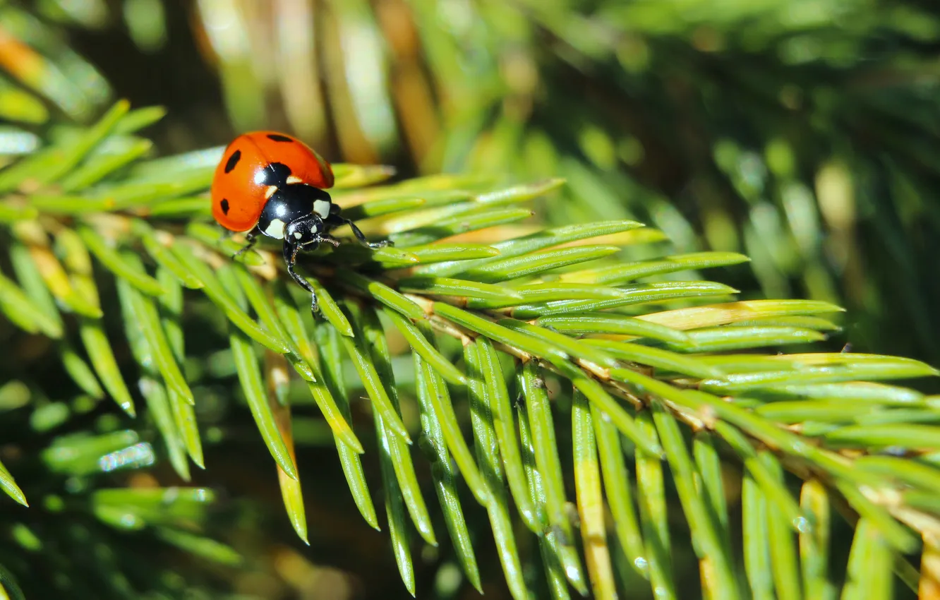 Фото обои red, insect, ladybird