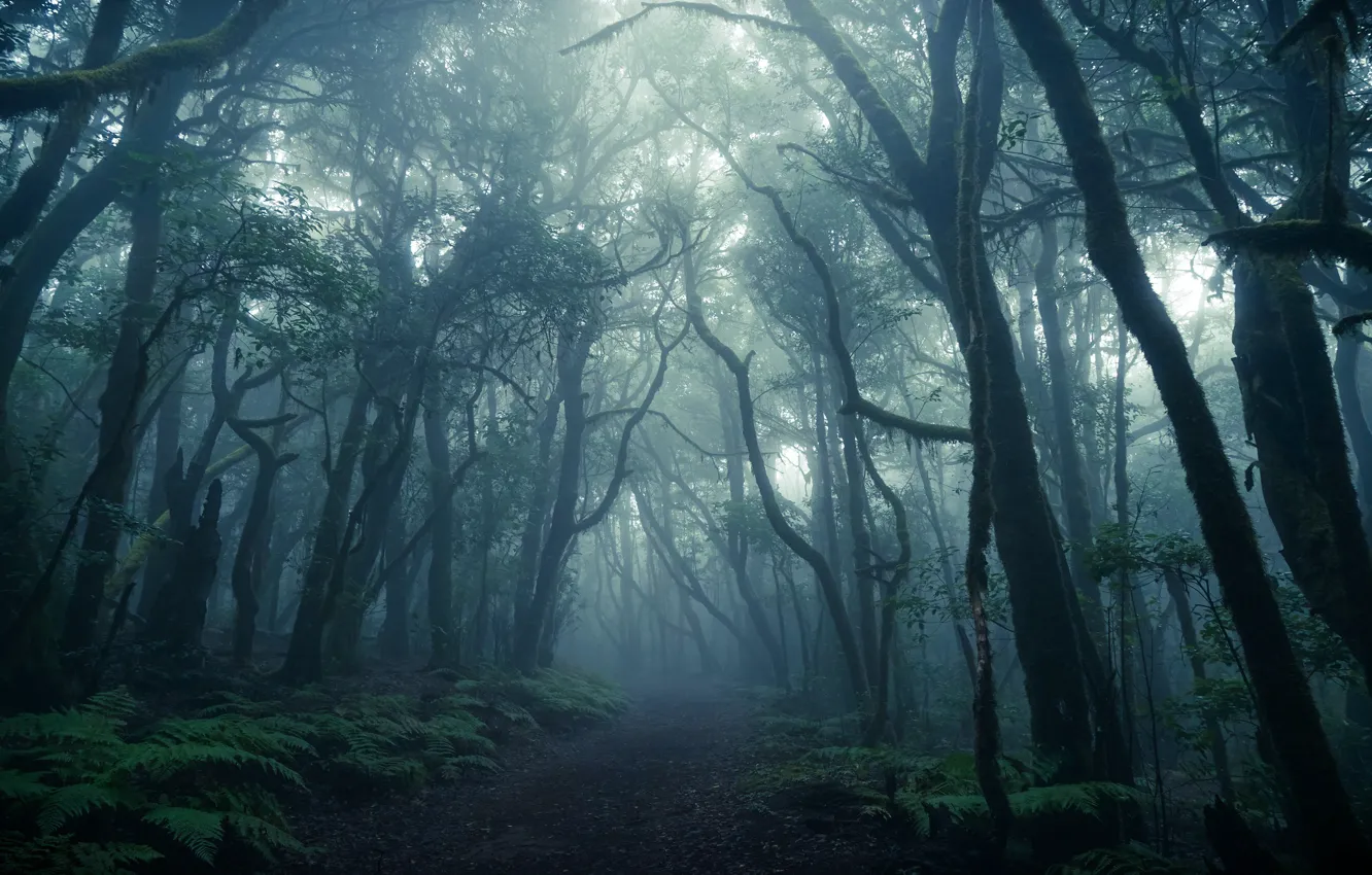 Фото обои лес, свет, туман, заросли, стволы, кривые, полумрак, папоротник